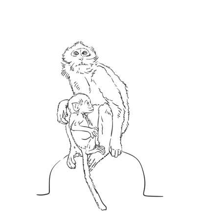 Monkey mom with cub sketch, Macaque female with baby hand drawn vector black and white graphicsのイラスト素材
