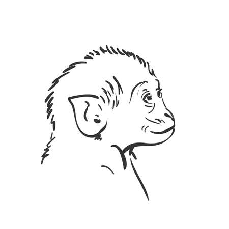 Baby monkey head sketch, Small macaque looking up portrait hand drawn vector black and white graphicsのイラスト素材