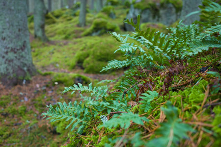 Fern leaves in forest on green moss close up photo with selective focus blurred background, Nature of Sweden, Rocklunda in Vasterasの写真素材
