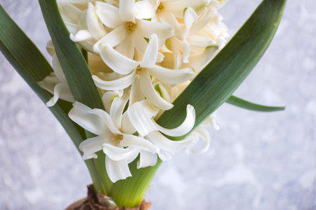 Hyacinth white flower head close-up bouquet, Fragrant spring flower, Blooming Hyacinthus photoの写真素材
