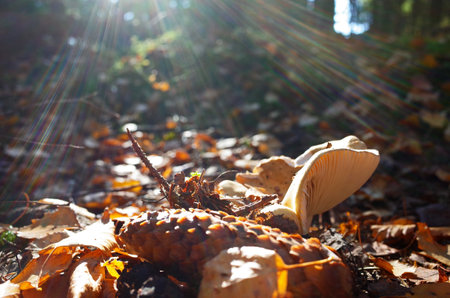 Milk mushroom (Lactarius vellereus) in forest close-up photo with short focus with sunrays against sun, Nature of Swedenの写真素材