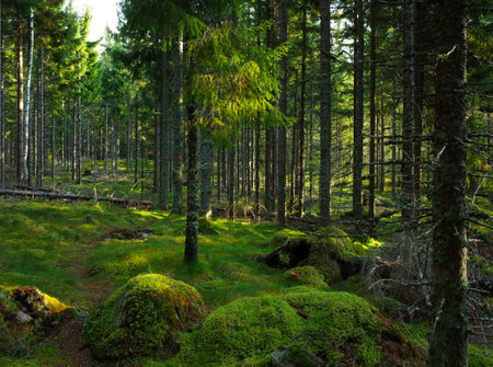 Hardly visible trail on green moss in spruce tree forest, Nature of Sweden, Hiking trail Bruksleden