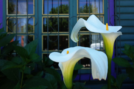 White calla lilies flowers are blooming in front of blue house window. No filters, real colorsの写真素材