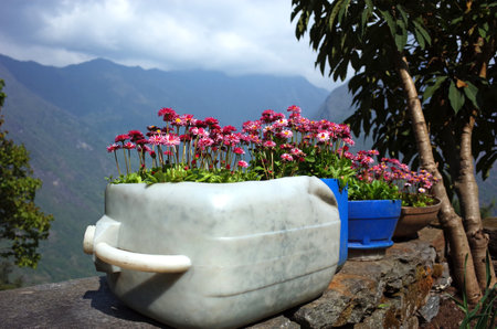 Pink Daisy flowers (Bellis perennis) in flower pot made of used plastic canister, Solukhumbu, Everest Region, Nepalの写真素材