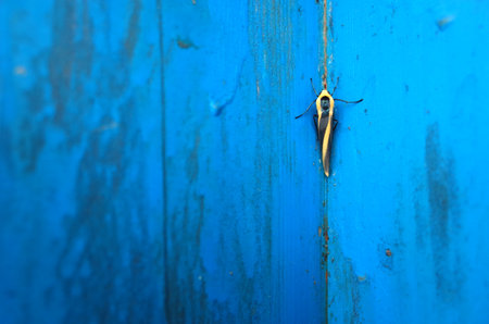 Small moth on blue painted wooden surface. Photographed in Nepalの写真素材