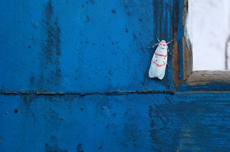 Small moth on blue painted wooden surface. Photographed in Nepalの写真素材
