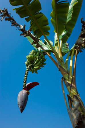 Banana flower and bunch of green bananas growing on tree on blue sky background, Myanmarの写真素材