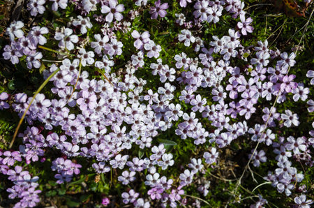 Tiny tundra flowers Moss Campion (Silene acaulis) in Swedish Lapland. Close-up with soft focus. Arctic nature of Scandinaviaの写真素材