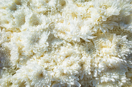 White chrysanthemum flowers floral backgroundの写真素材