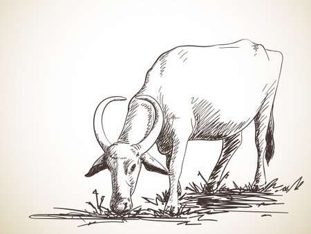 Sketch of grazing buffalo, Hand drawn illustrationのイラスト素材