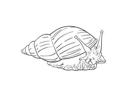 Sketch of snail looking to the side, isolated on white, Hand drawn linear illustrationのイラスト素材
