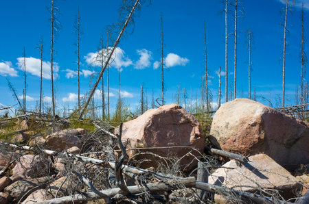 Dead forest and bare rocks after a large forest fire in Sweden, Halleskogsbrannans nature reserve,...
