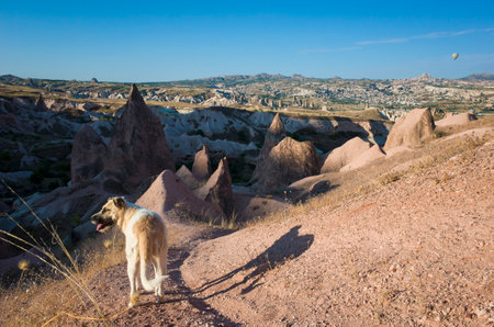 Multicolored dog in Cappadocia, region in Central Anatolia, Turkey, Unusual rock formations landscapeの写真素材