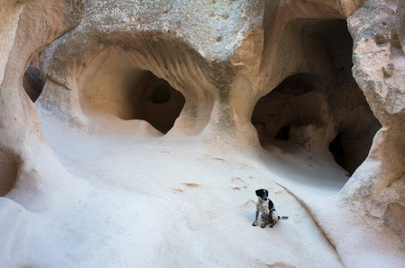 Spotted white-black dog among the cave dwellings of Cappadocia in Pasabag Monks Valley, Turkeyの写真素材