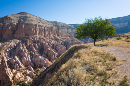 Cappadocia landscape, View of the Rose Valley from the hill with a lonely tree, Anatolian Plateau, Turkey natureの写真素材