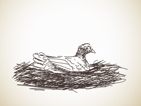 Hen on nest, Hand drawn illustration, Vector sketchのイラスト素材