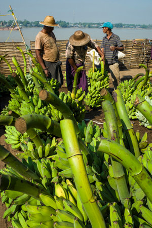 Yangon, Myanmar - December 27, 2019: Banana market. Burmese men working with green banana bunches. Banana market is a famous tourist attraction in Yangonのeditorial素材
