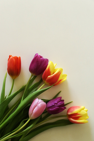 Tulips on a white backgroundの写真素材