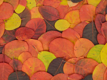 Background of colorful autumn leaves
