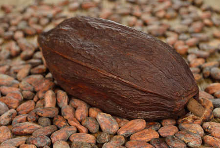 Cocoa beans on brown backgroundの写真素材
