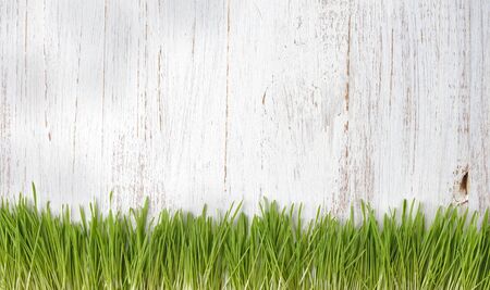 Fresh green grass on white background