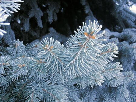 Let it snow. Blue frost spruce, super hoarfrost space needle. Snowing blue tree branches with frosty needles. Winter ice on the spruce tree. Time freeze, winter snow backdrop, deep freeze.の写真素材