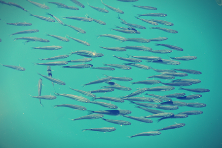 A flock of small grey fish in the form of group swim in green blue water. Top view. Toned (tinted) image with dark corners.の写真素材
