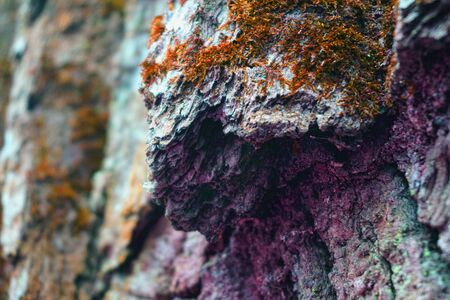 Red orange moss texture on bark tree backgroundの写真素材