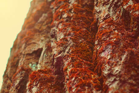 Red orange moss texture on bark tree background