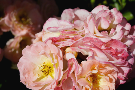 Colorful rose with green leaves in botanical garden. Spring backgroundの写真素材