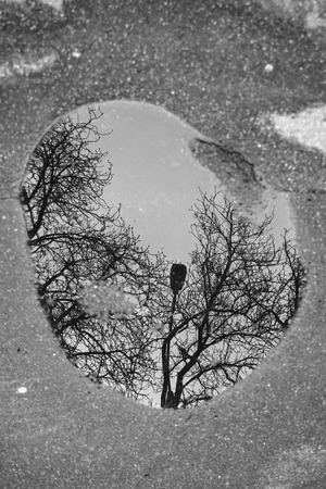 Black and white. Puddle reflection with houses, windows, sewer hatchs, street lanterns, trees without leaves. Grey asphalt surfaceの写真素材