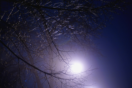 White bright night light of lanterns with bare shining branches. Purple violet sky.の写真素材