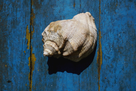One shell isolated on a scratched blue surface. Shadow and light. View from above, top view.