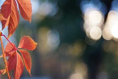 Autumn colored yellow red leaves with blur bokeh background. Free white place for text. Sunny glowing useful wallpaper.の写真素材