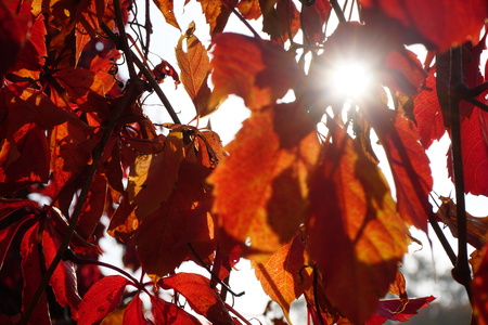 Bright white sun with long rays on yellow red autumn forest background. Sunny golden warm autumn.