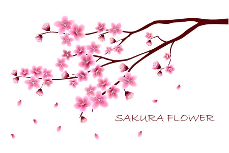 Sakura flowers vector illustration. 
invitation cards with a blossom sakura. 
Branch of a blossoming cherry tree isolated on a white background.のイラスト素材