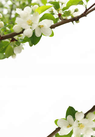 Blossoming branches of an apple-tree on a white backgroundの写真素材