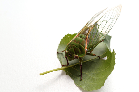 close up of the cicada Isolated on white background
