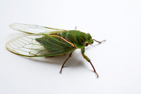 close up of the cicada Isolated on white backgroundの写真素材