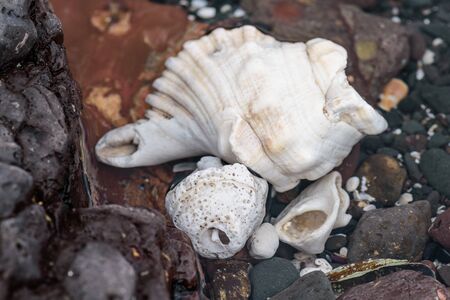 colored stones shells and seaweed on the shore