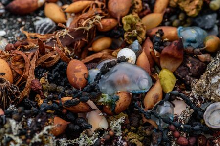 colored stones shells and seaweed on the shoreの写真素材