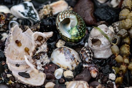 colored stones shells and seaweed on the shoreの写真素材