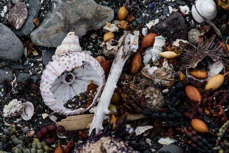 sea ??urchins, shells and seaweed on the shore, close-up photoの写真素材