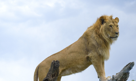 close up portrait of a young lionの写真素材