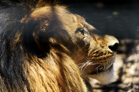 close up portrait of a young male lion