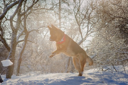 Purebred German Shepherd playing in the snow in winter forest illuminated by the setting sun backlightingの写真素材