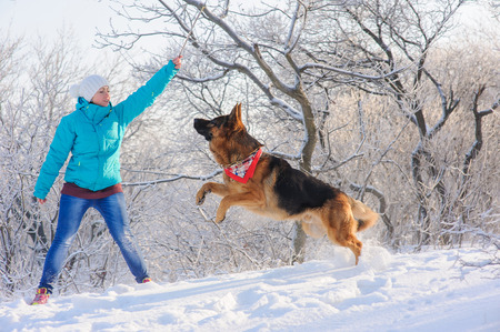 Girl trains her German Shepherd. German Shepherd playing with toy and his mistress in winter sunny day. Girl walks her German Shepherd or dog on background of a snow-covered forests or bushes with hoarfrost and freezing drizzle.の写真素材