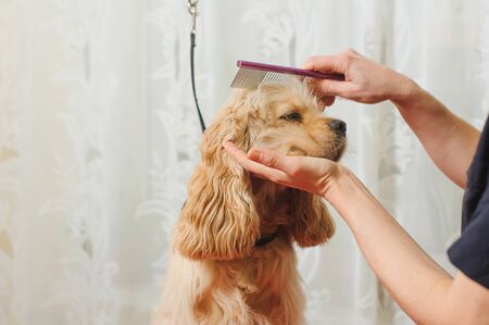 Woman groomer combs Young purebred Cocker Spaniel on grooming table for a a hairstyle in the room.の写真素材