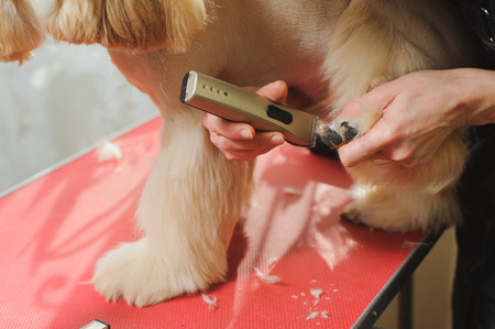 Grooming Purebred American Cocker Spaniel dog. Closeup of trimming paw by Woman groomer. The dog is standing on a red table.の写真素材
