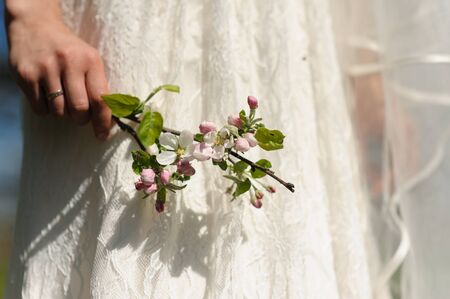 Hand of woman holds blooming sprig of apple on background of wedding white dress in sunny spring day.の写真素材